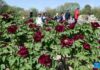 People enjoy blooming peonies at Yuanmingyuan Park in China’s Beijing