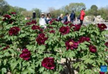 People enjoy blooming peonies at Yuanmingyuan Park in China’s Beijing