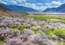 Village tourism in Xizang ushers in spring amid peach blossom viewing