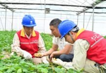 State Grid unit powers globalization of SW China’s Wuxi virus-free potatoes