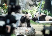 Hong Kong’s first giant panda twins will make their public debut at Ocean Park